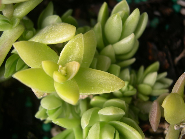 Sedum hemsleyanum (2)