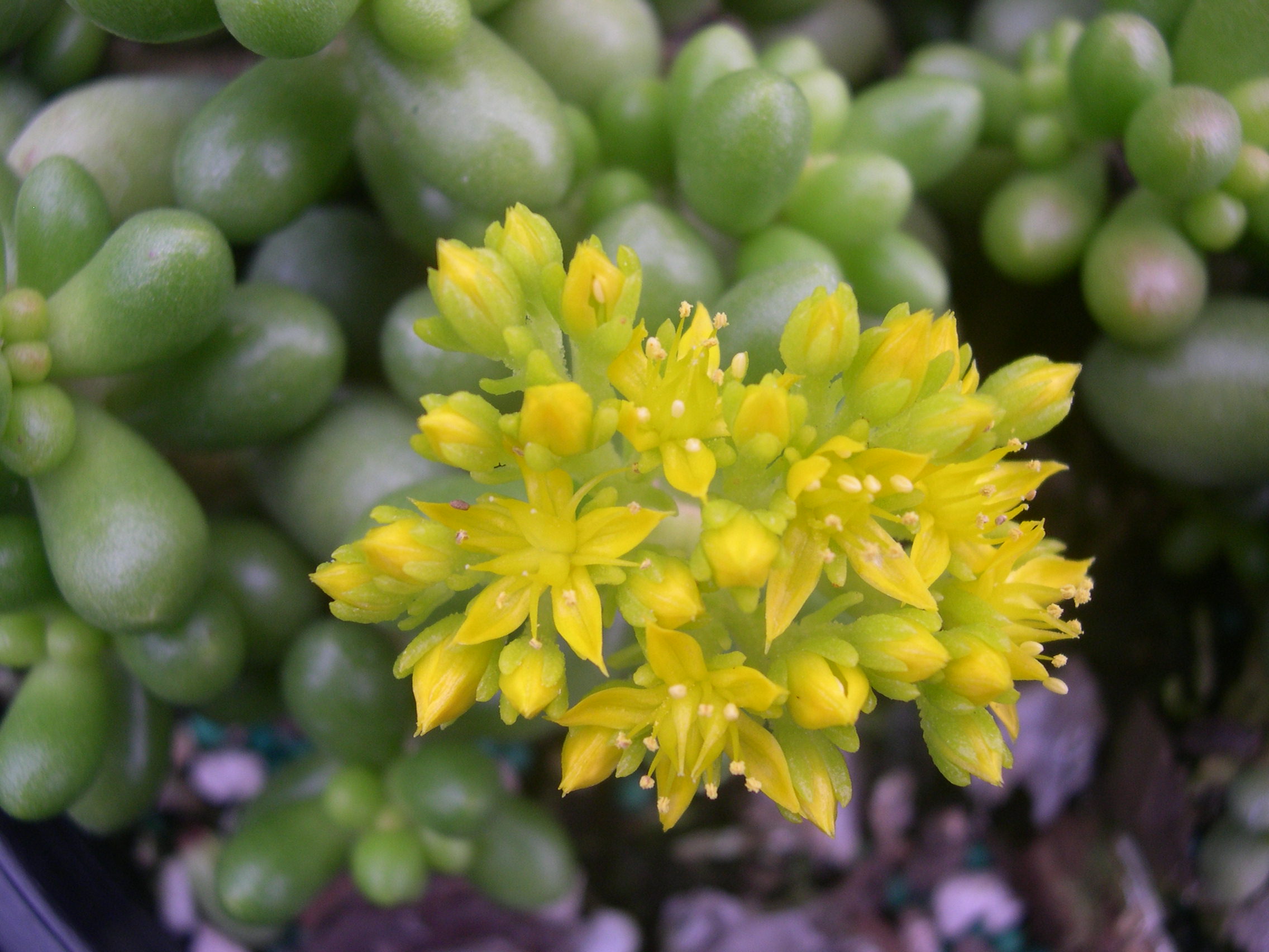 Sedum hernandezii (3)