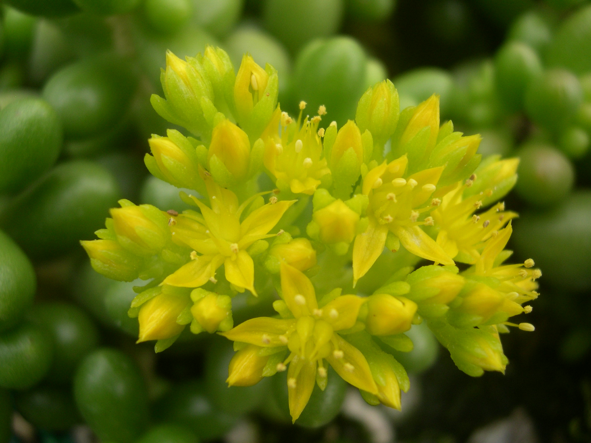 Sedum hernandezii (4)