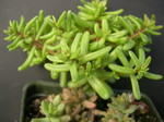 Sedum caeruleum (1)