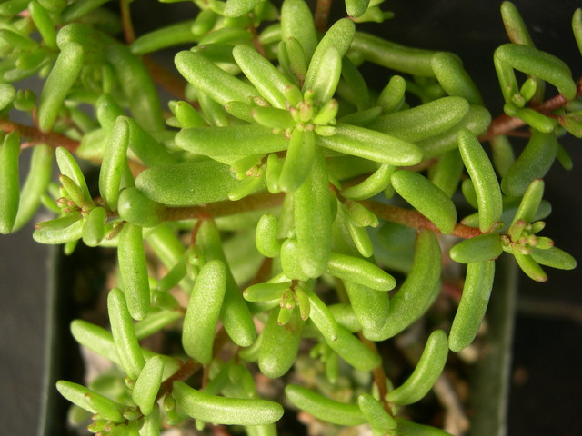 Sedum caeruleum (2)