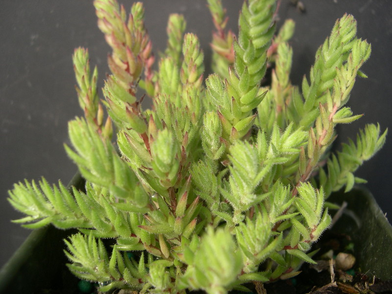 Sedum jurgensenii attenuatum (1)