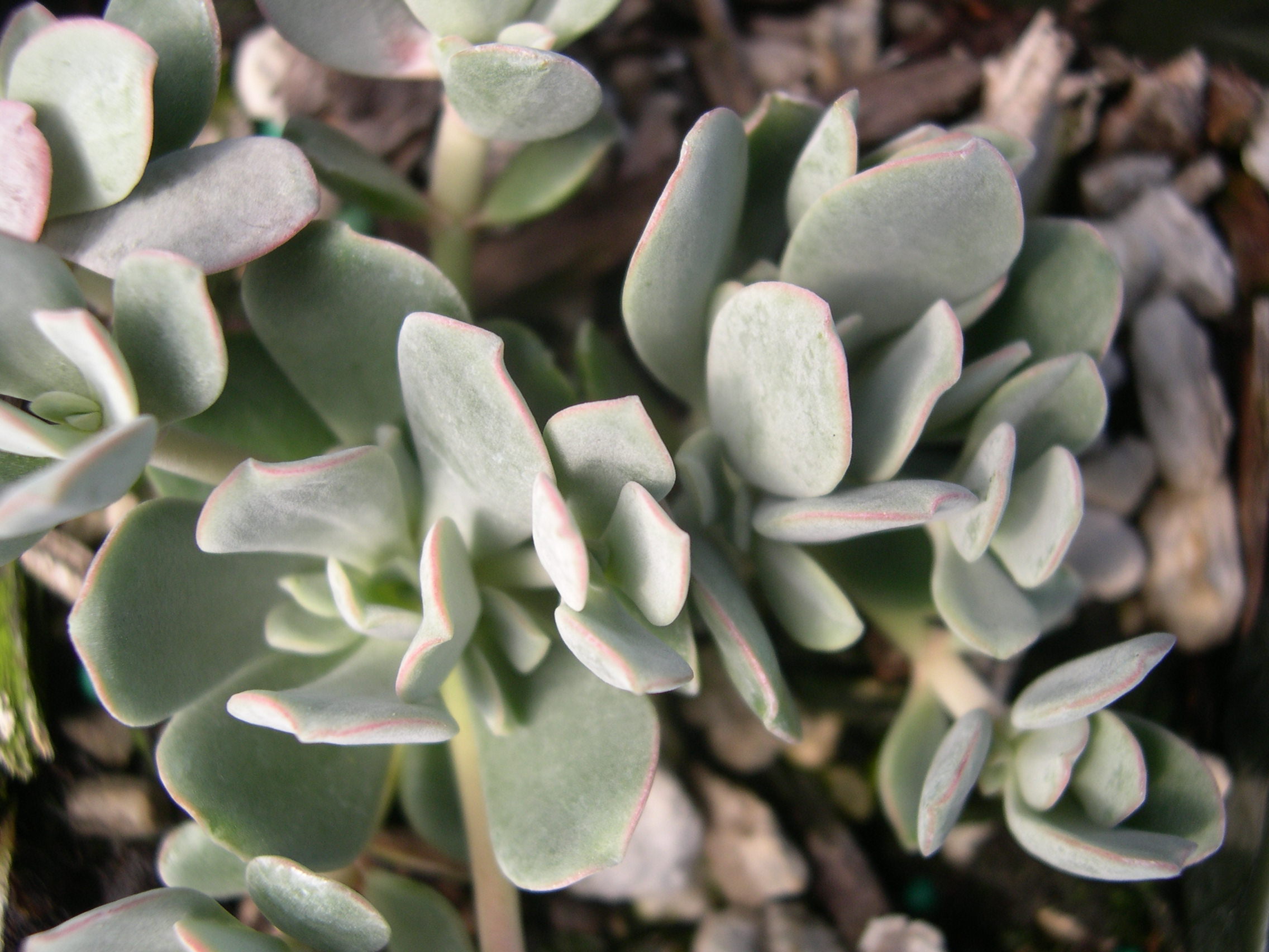 Sedum laxum (2)