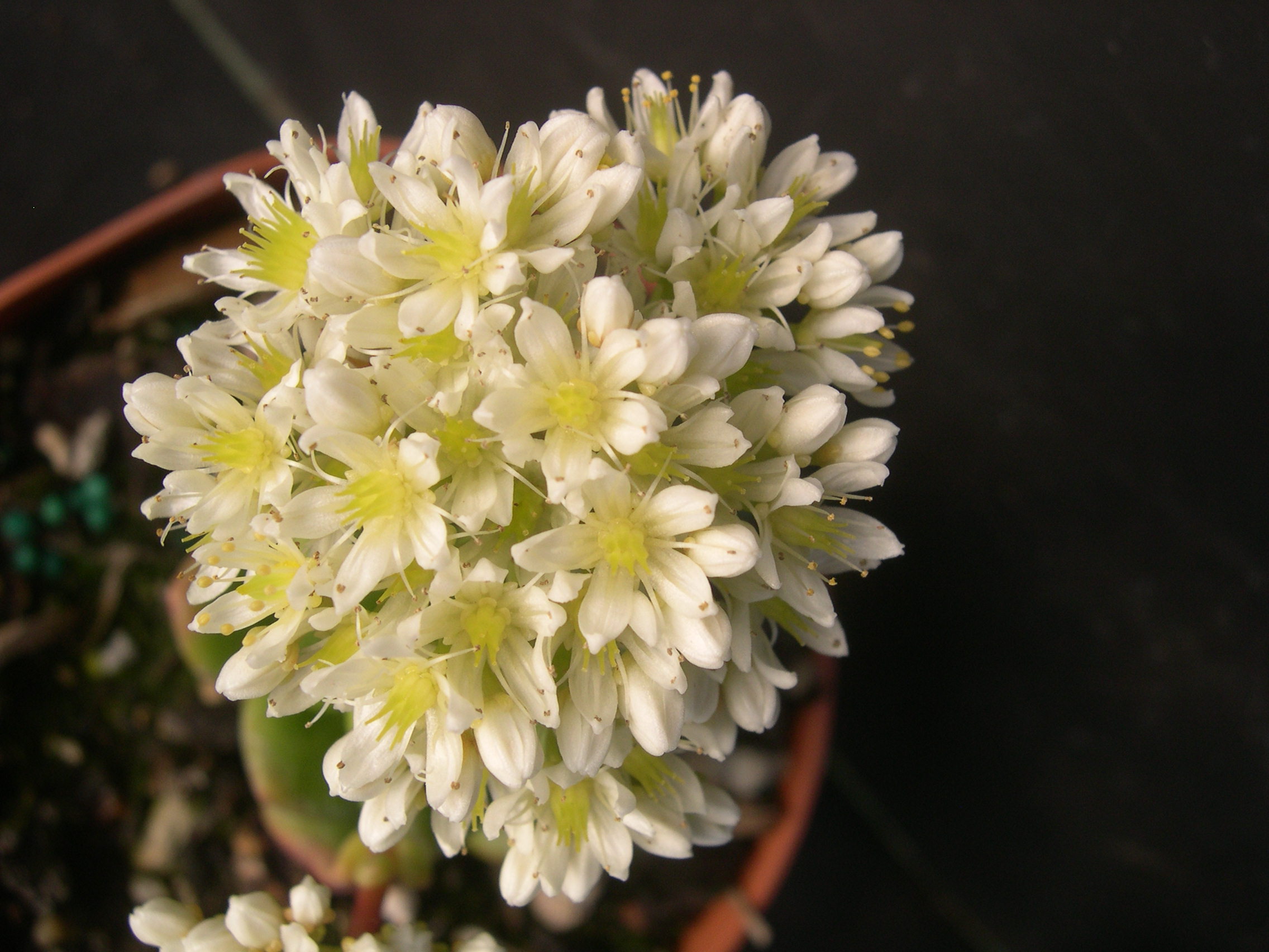 Sedum lucidum 'Obesum' (4)