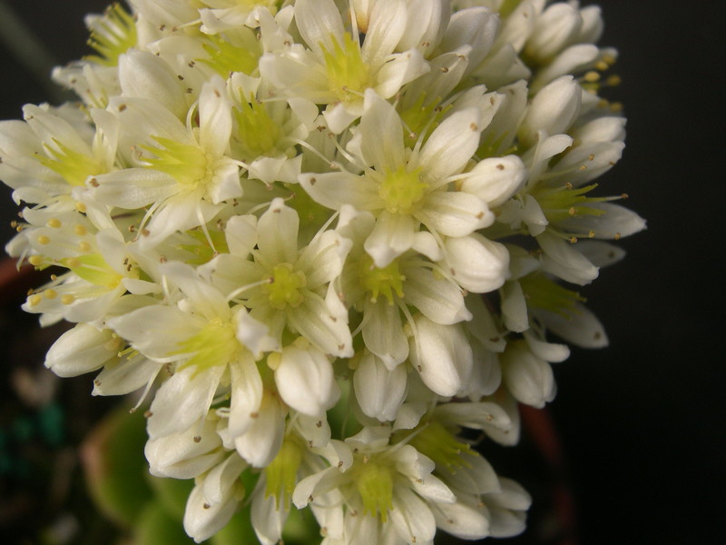 Sedum lucidum 'Obesum' (5)