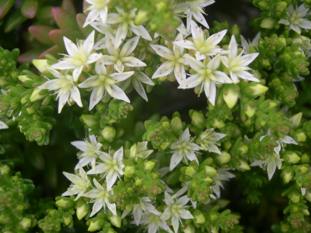 Sedum pulvinatum (4)