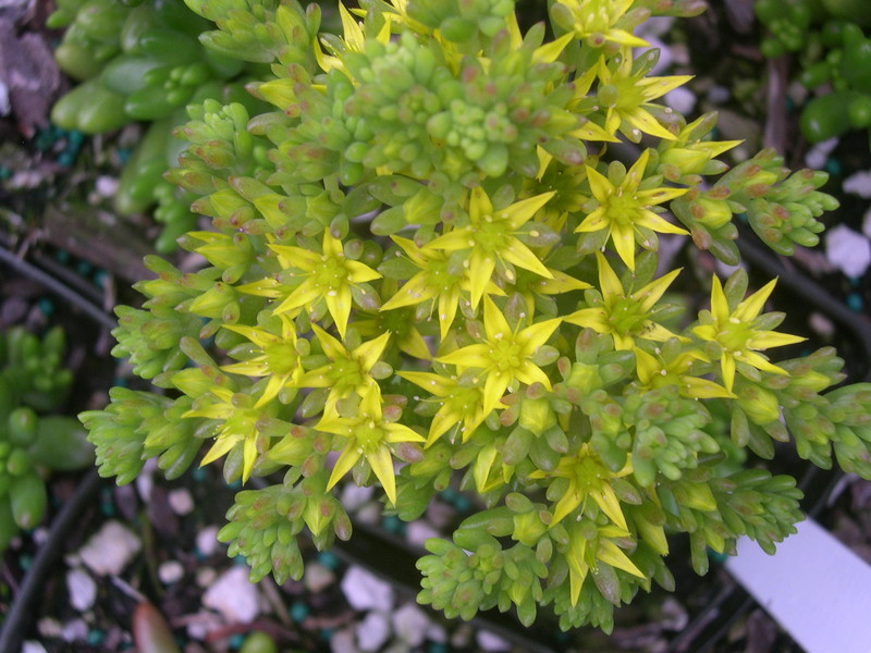 Sedum rubrotinctum (3)