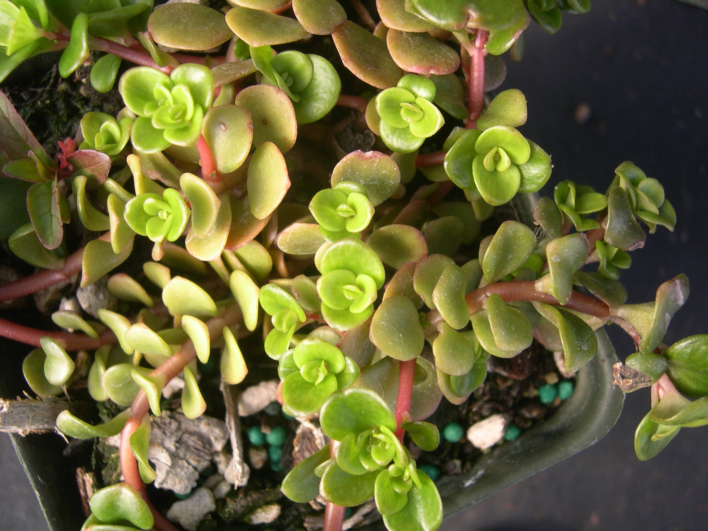 Sedum tetractinum 'Coral Reef' (2)