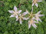 Sedum trollii (3) (Rhodiola saxifragoides trollii)