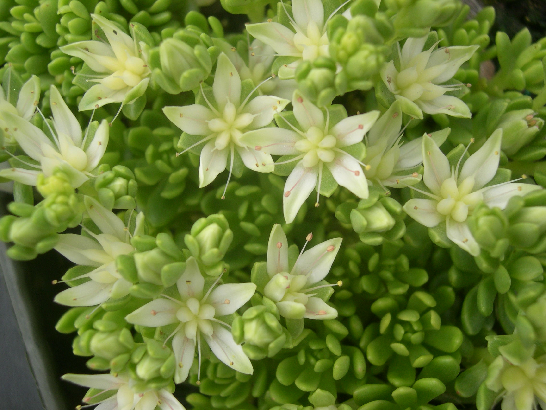 Sedum trollii (4) (Rhodiola saxifragoides trollii)