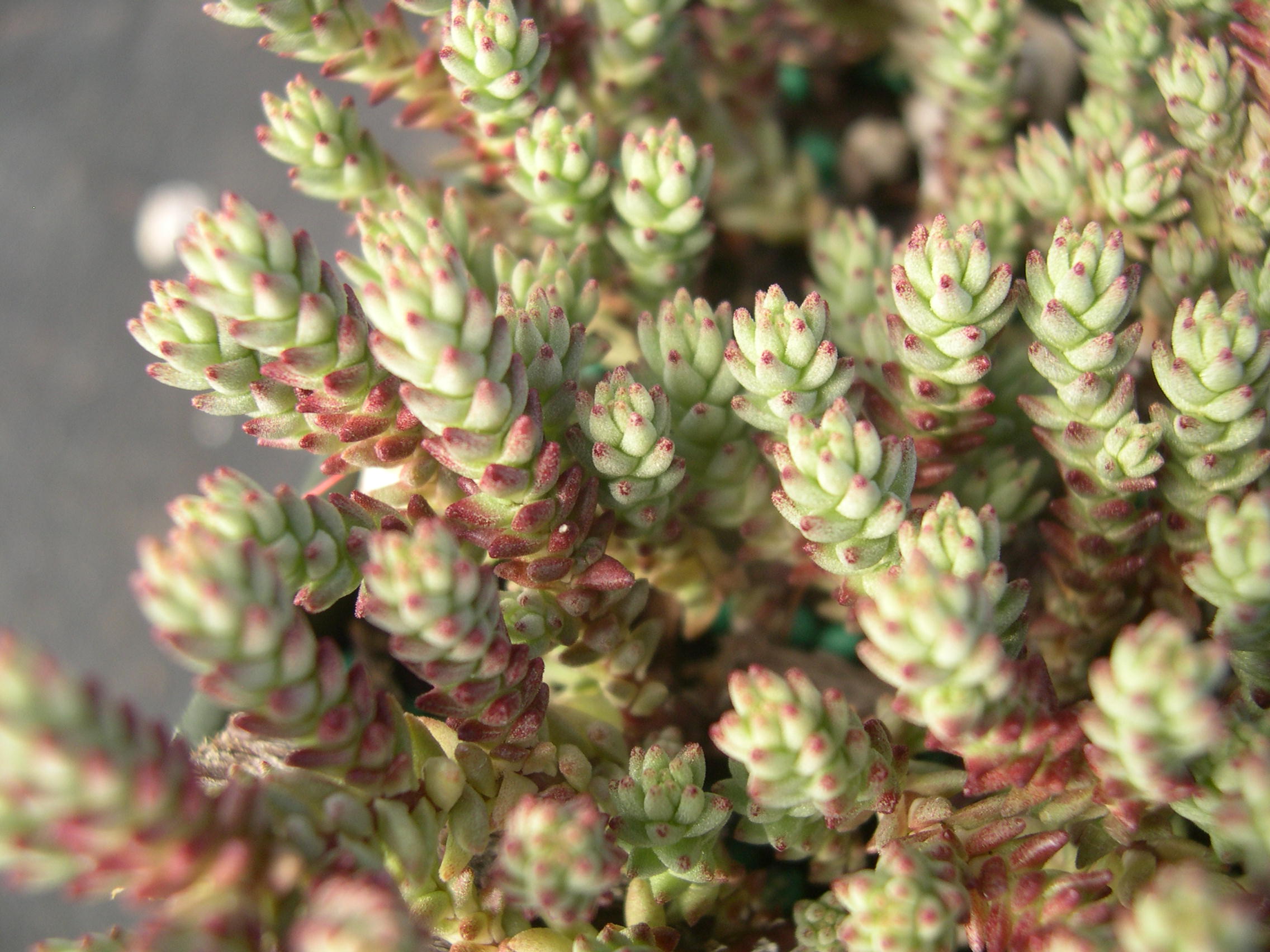 Sedum urvillei stribrnyi (3)