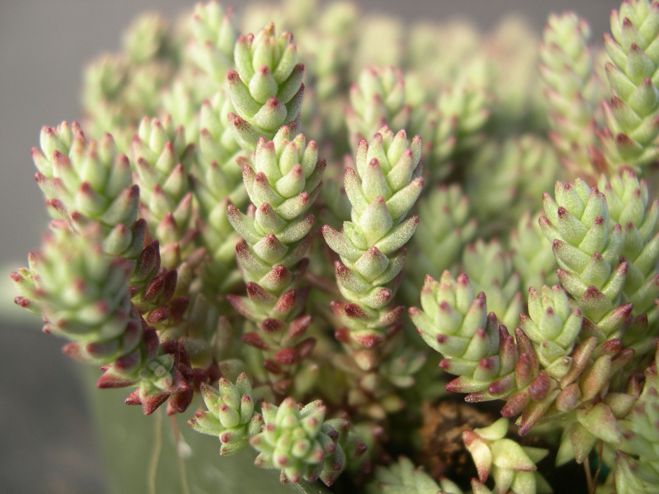 Sedum urvillei stribrnyi (4)