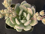 x Graptoveria 'A Grim One' (4)