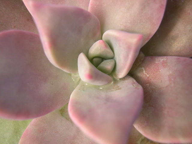 Graptopetalum 'Frank Reinelt' (5)