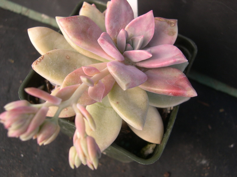 Graptopetalum 'Frank Reinelt' (6)