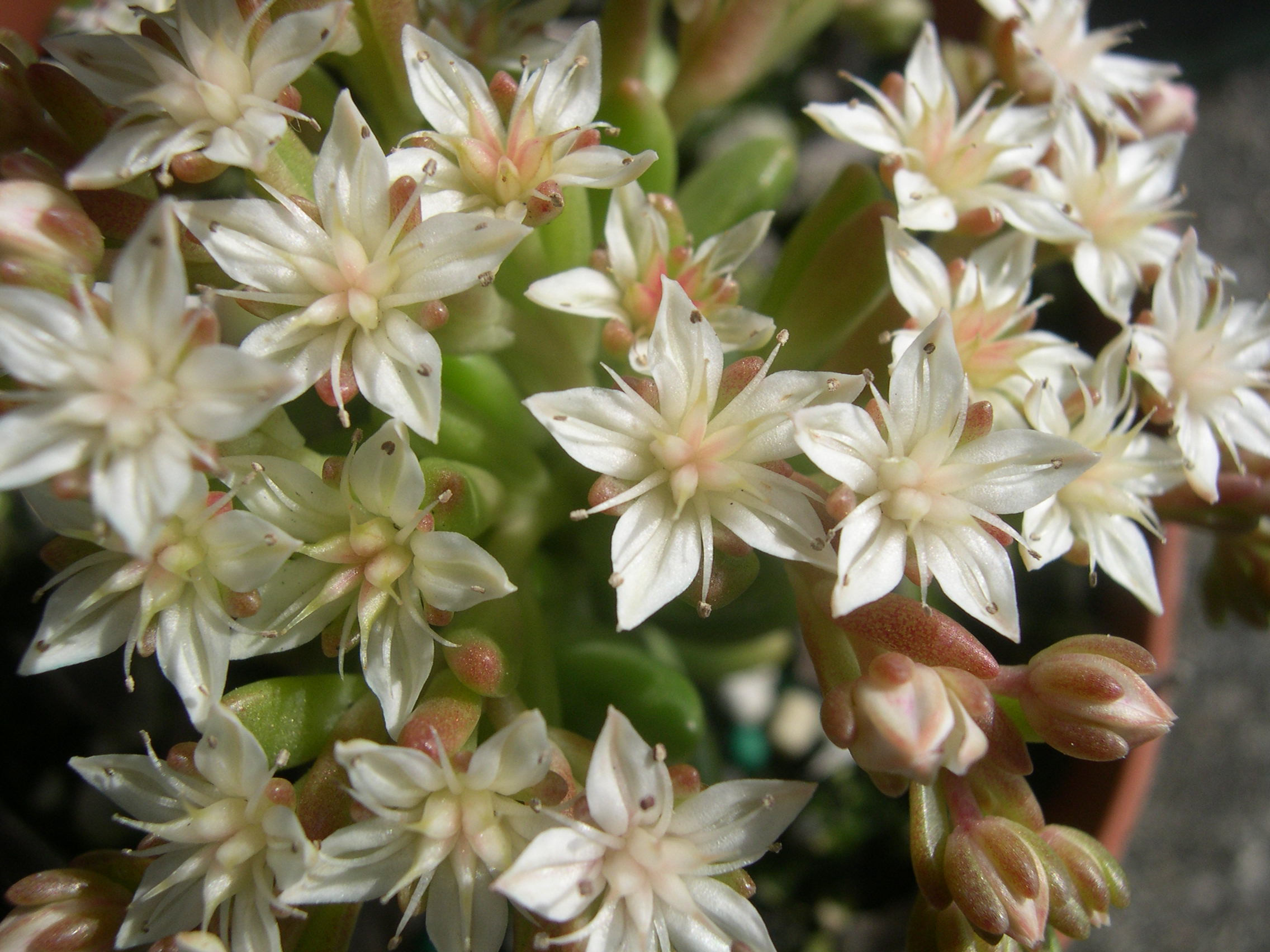 Sedum 'China Doll' (26)