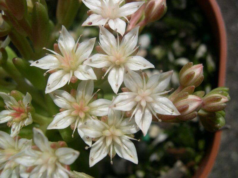 Sedum 'China Doll' (27)