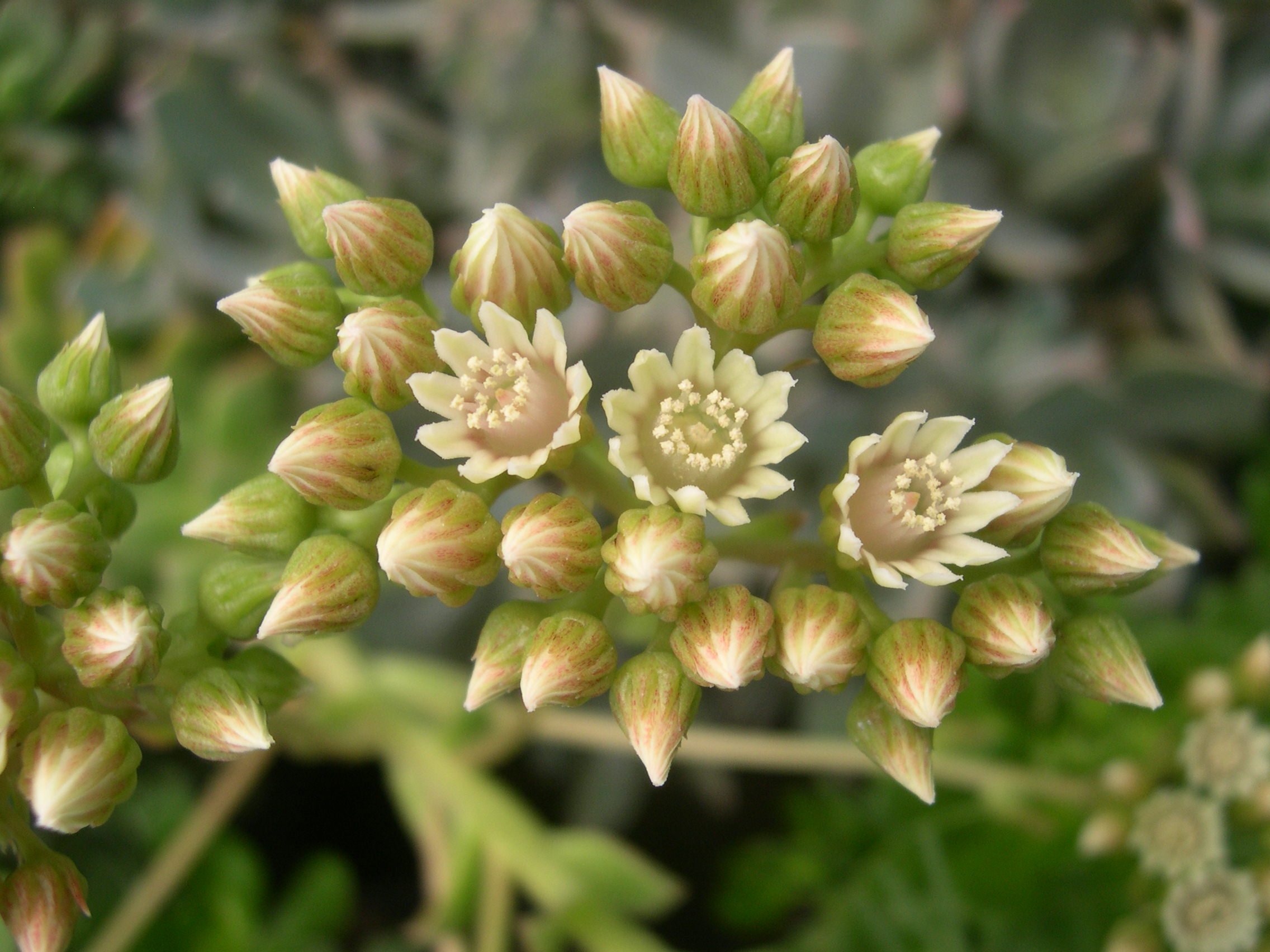 Aeonium haworthii (1)