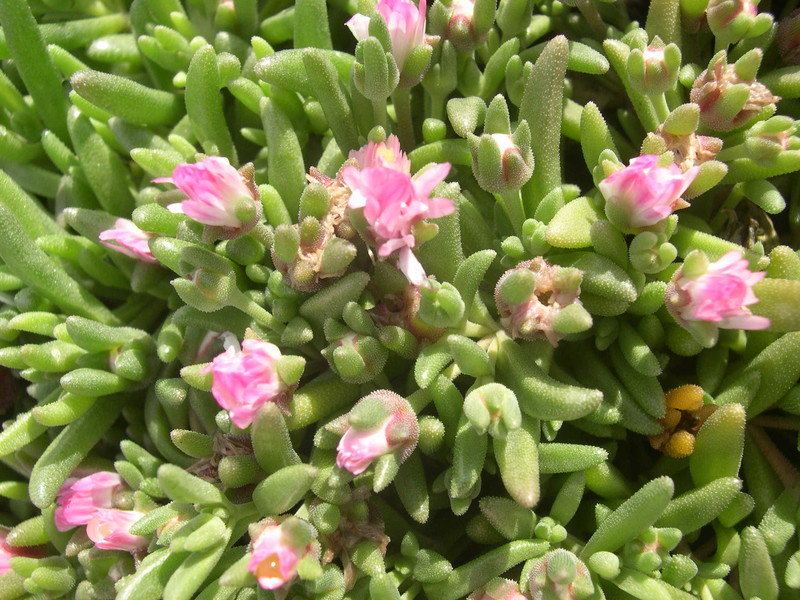 Delosperma 'Oberg'