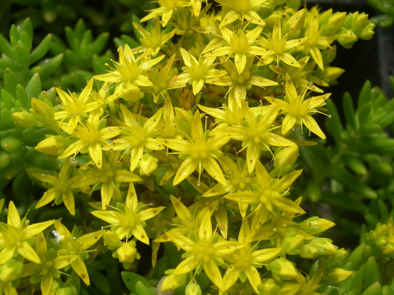 Sedum 'Rockery Challenger'  (1)