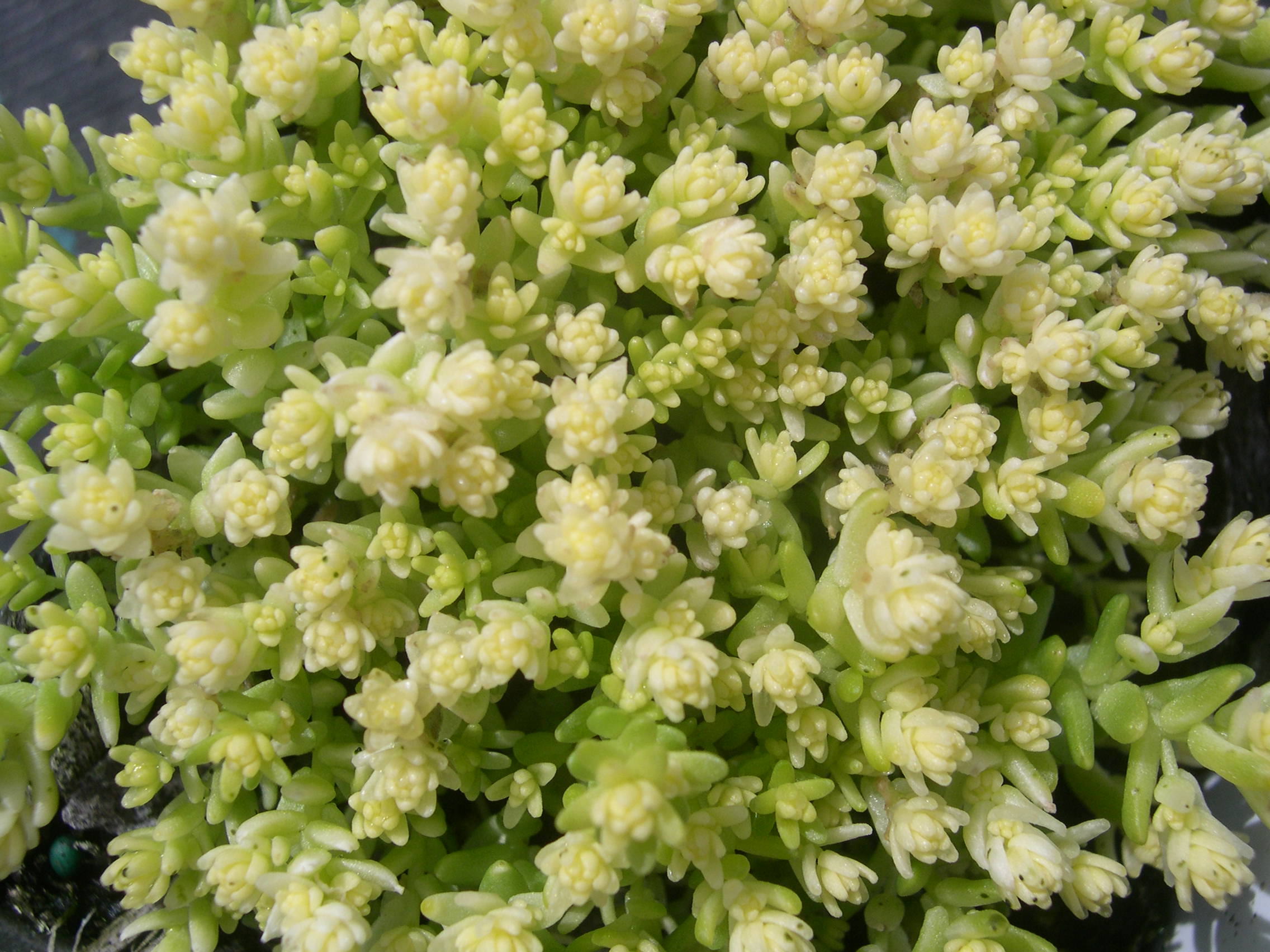 Sedum acre 'Yellow Queen' (1)