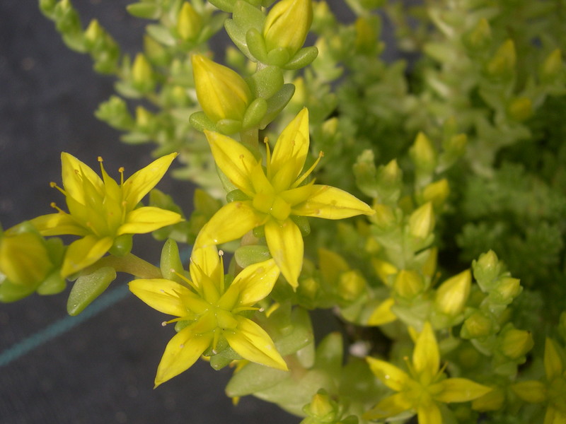 Sedum acre krajinae