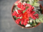 Sedum booleanum (6)