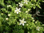Sedum brevifolium (pea green form) (2)