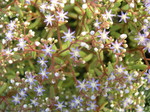 Sedum caeruleum (3)