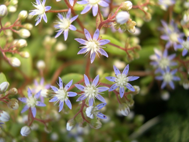 Sedum caeruleum (5)