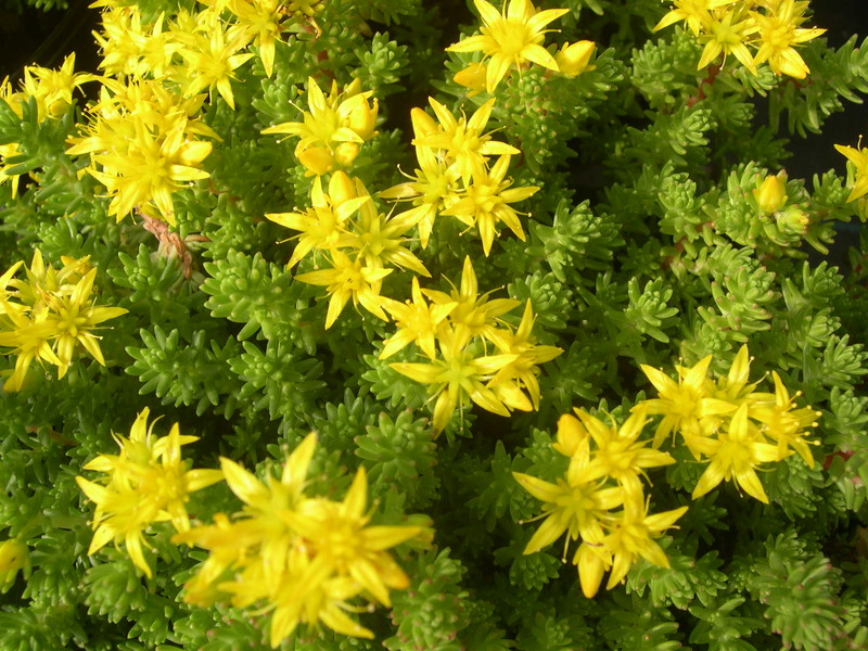 Sedum chrysicaulum (1)