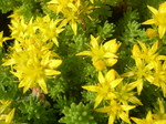 Sedum chrysicaulum (2)