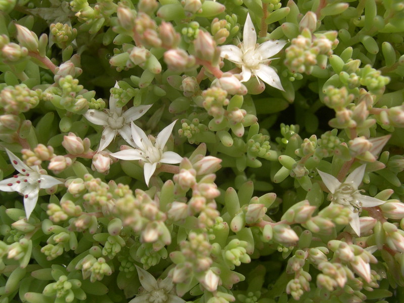 Sedum diffusum (minor form) (2)