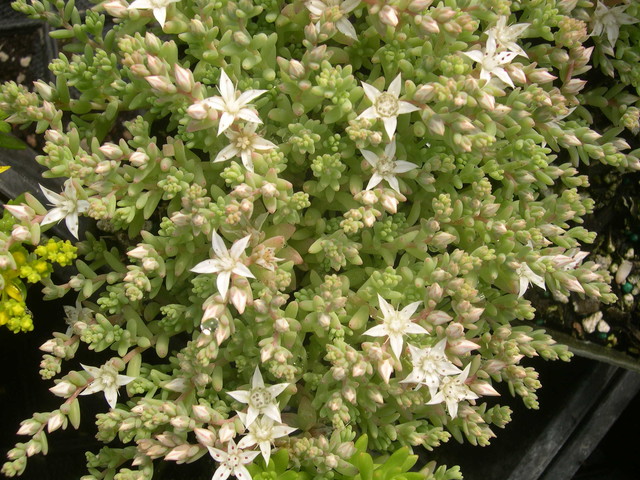 Sedum diffusum (minor form) (3)