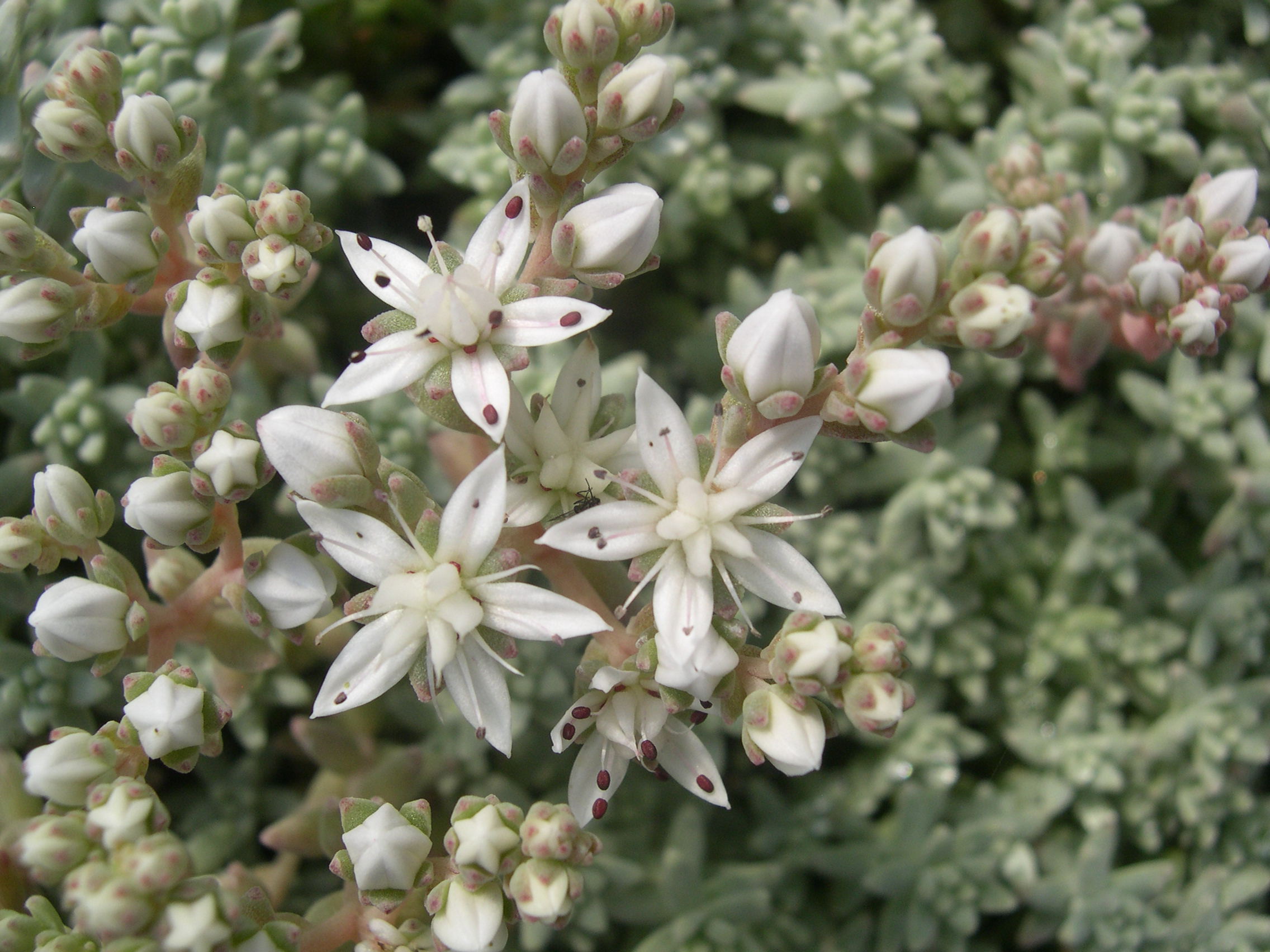 Sedum farinosum (3)