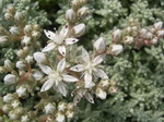 Sedum farinosum (3)