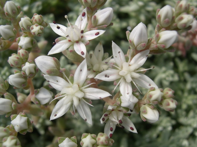 Sedum farinosum (4)