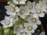 Sedum hirsutum baeticum (3)