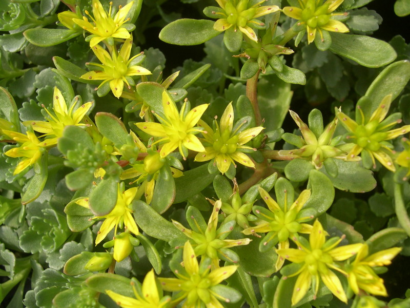 Sedum hybridum 'Czar's Gold' [Phedimus hybridus 'Czar's Gold'] (1)