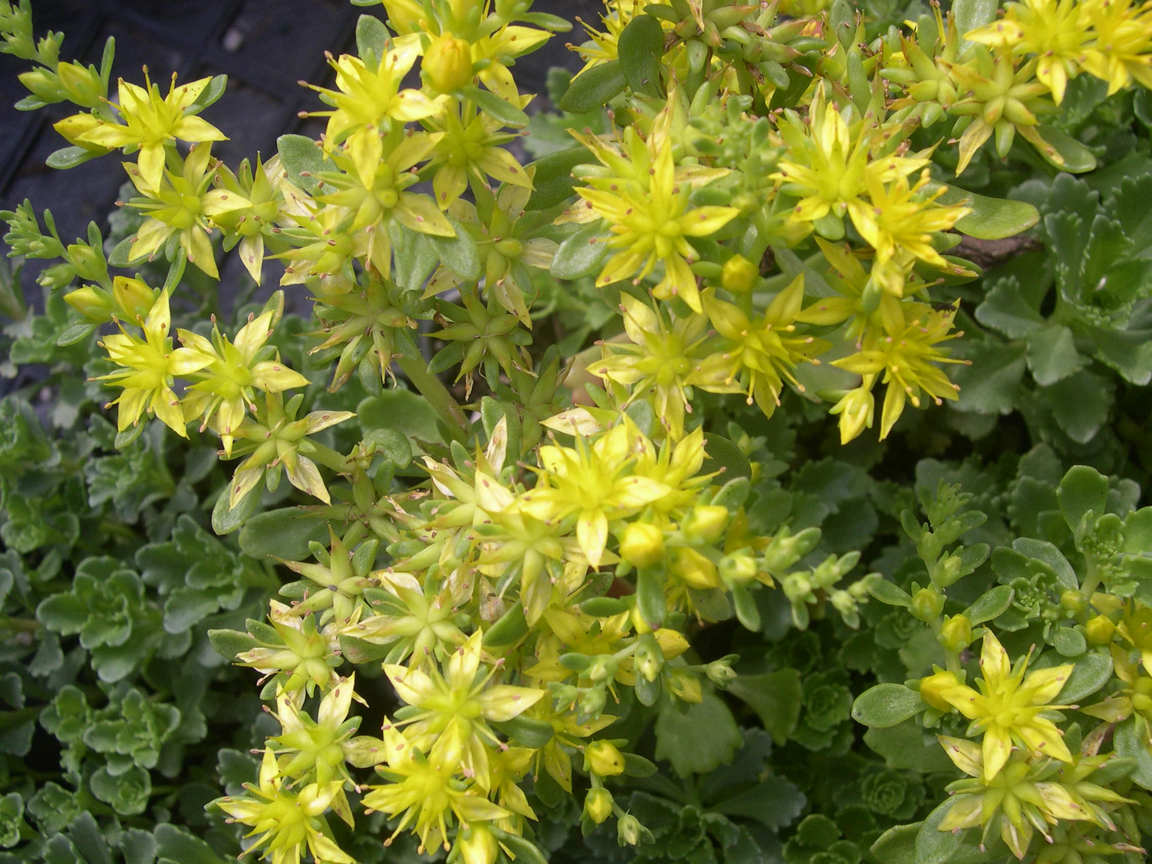 Sedum hybridum 'Czar's Gold' [Phedimus hybridus 'Czar's Gold'] (2)