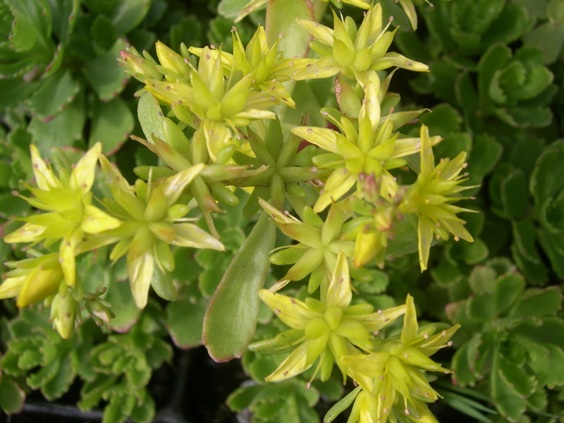 Sedum hybridum 'Immergrünchen' [Phedimus hybridus 'Immergrünchen'] (1)