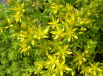 Sedum uniflorum senanense (3)