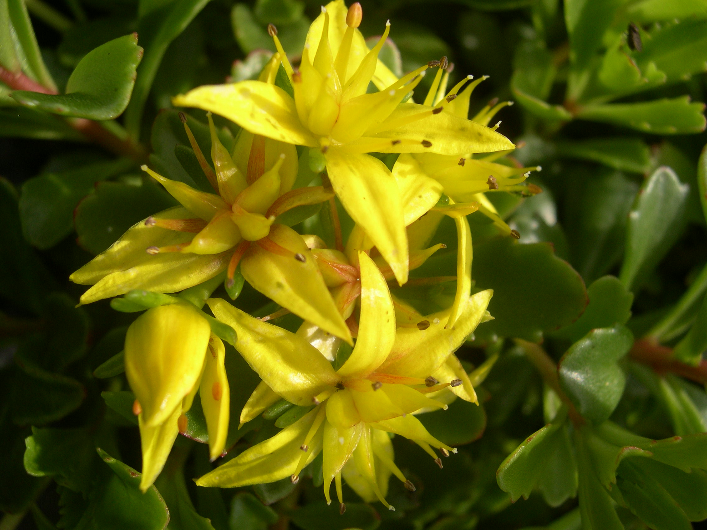 Sedum kamtschaticum [Phedimus kamtschaticus] (2)