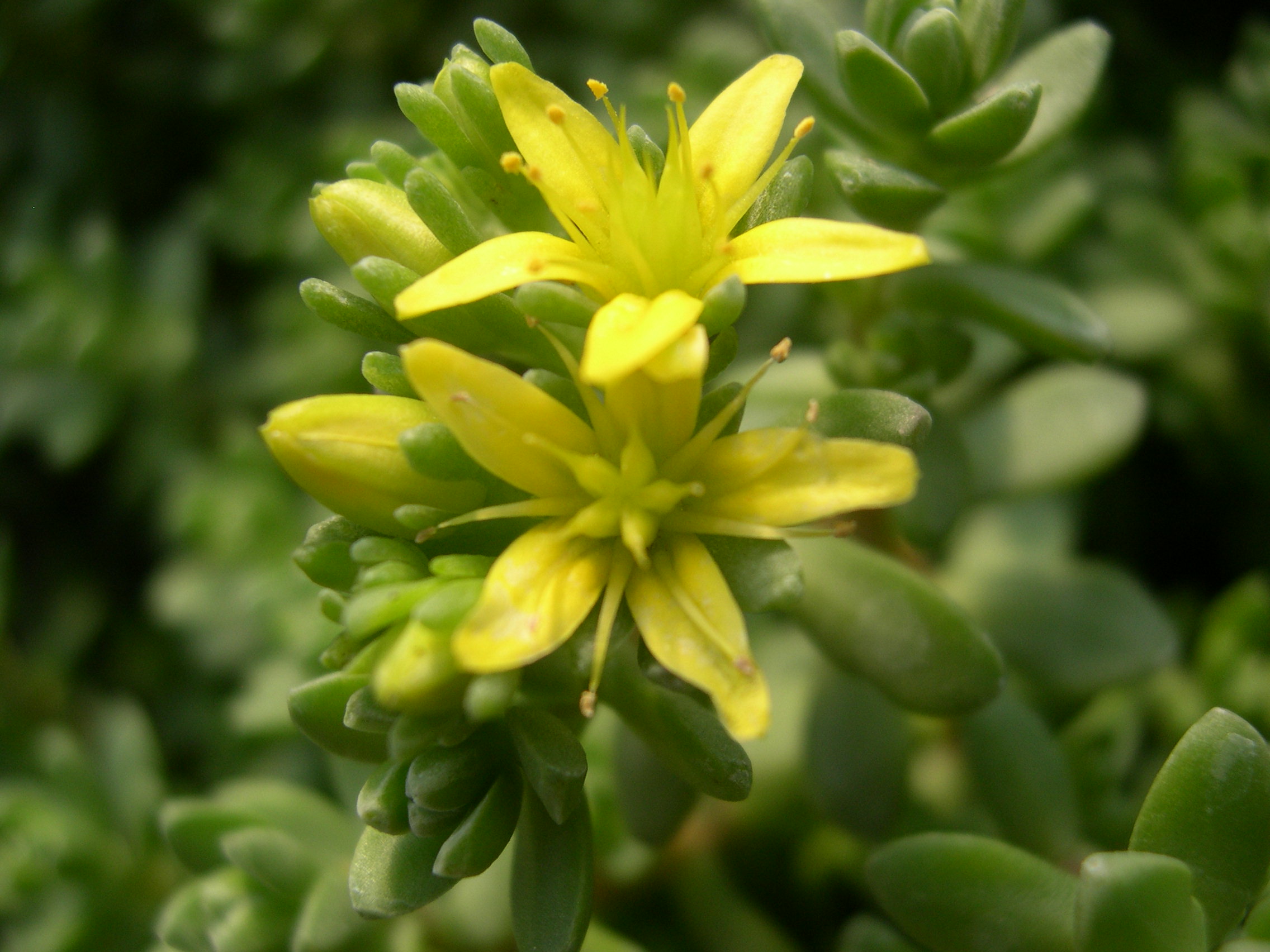 Sedum oaxacanum (4)