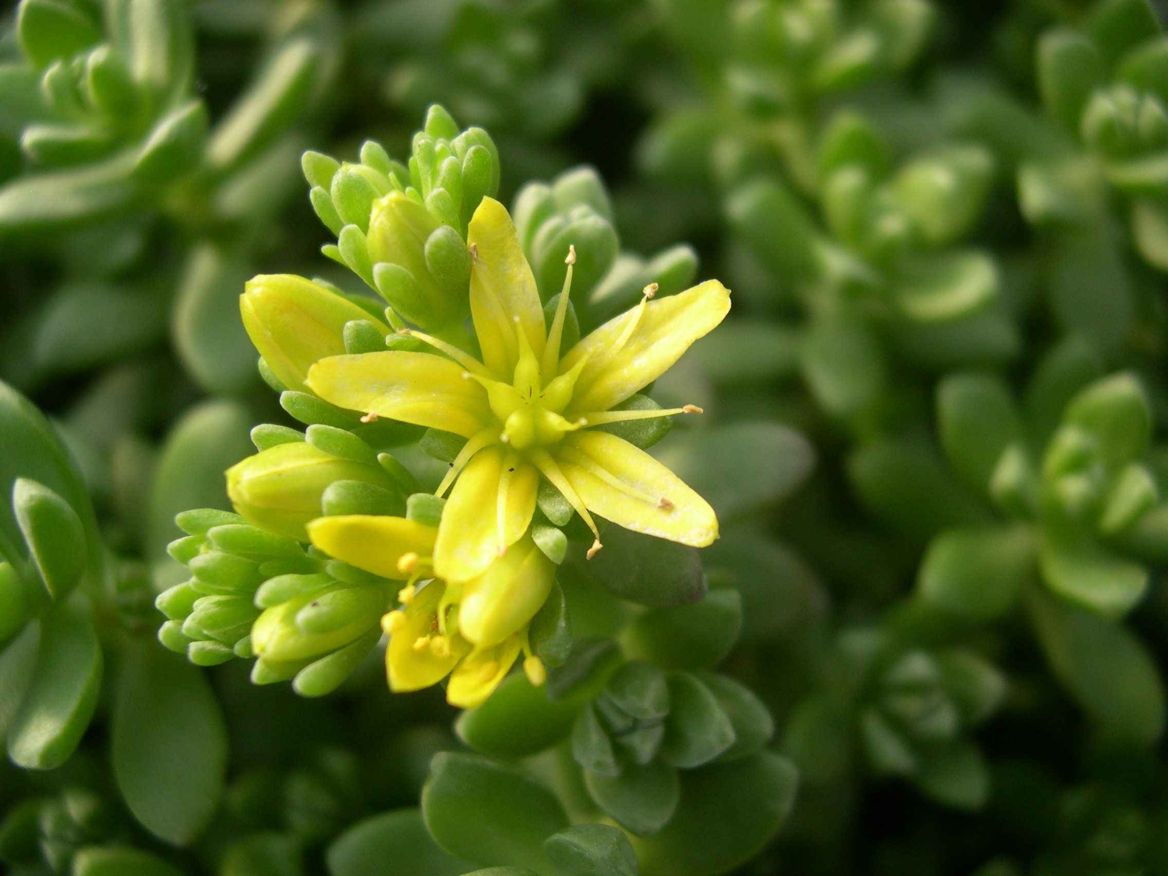 Sedum oaxacanum (5)