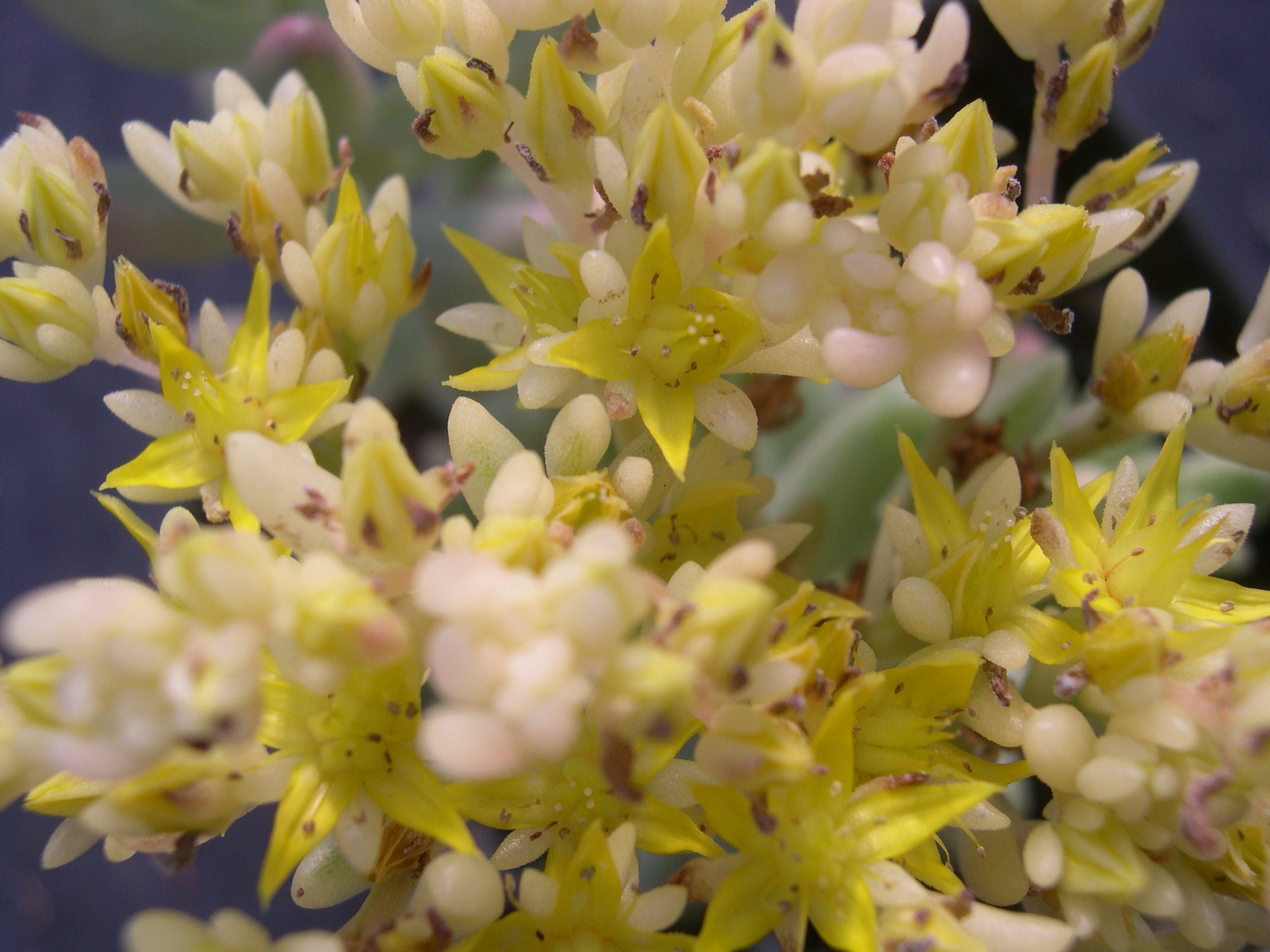 Sedum rubrotinctum 'Aurora' (3)