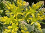 Sedum spathulifolium 'Aureum' (2)