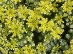 Sedum spathulifolium 'Aureum' (3)