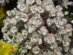 Sedum spathulifolium pruinosum purpureum (2)