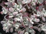 Sedum spathulifolium pruinosum purpureum (3)